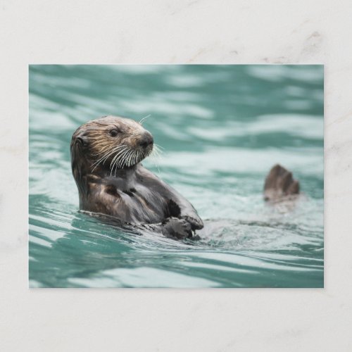 Watching Sea Otter Postcard