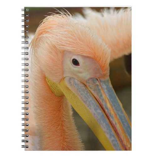 Watching You Pelican Notebook