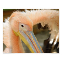 Watching You Pelican Photo Print