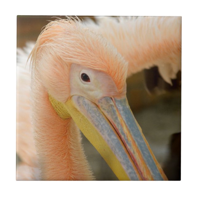 Watching You Pelican Tile (Front)