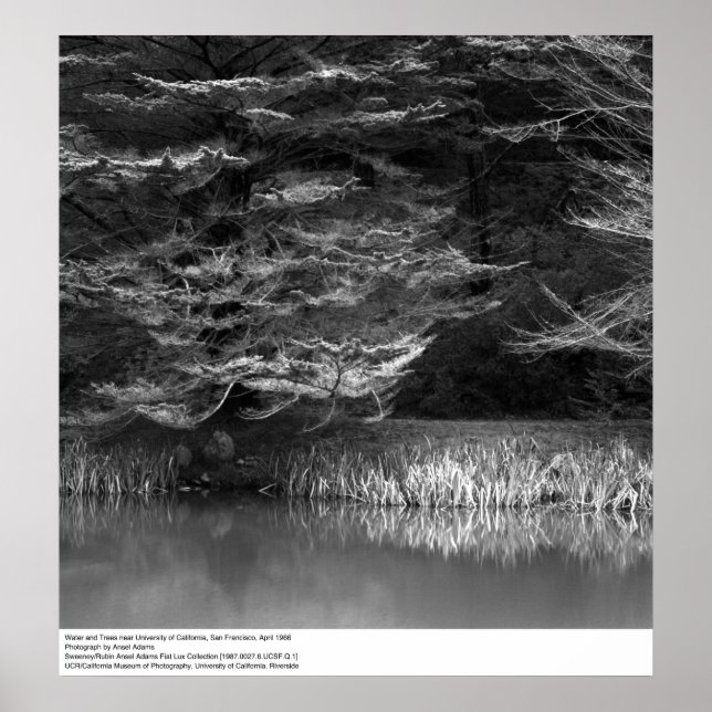 Water and Trees near UC San Francisco, 1966 Poster (Front)