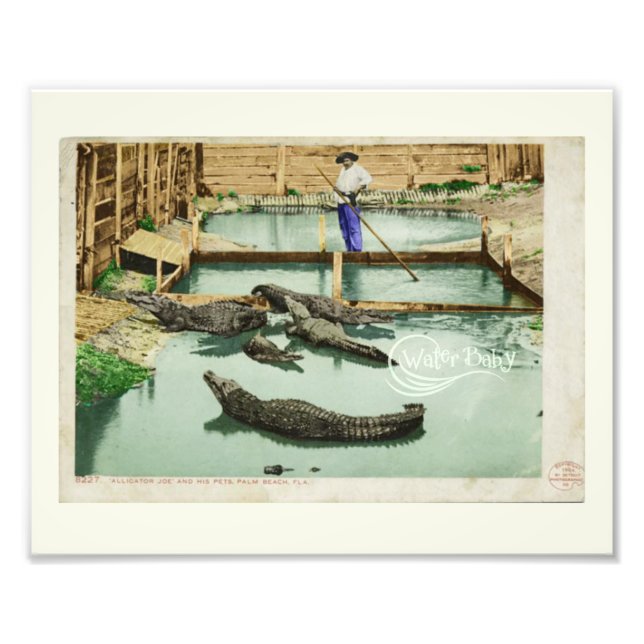 Water Baby Alligator Joe  Photo Print (Front)