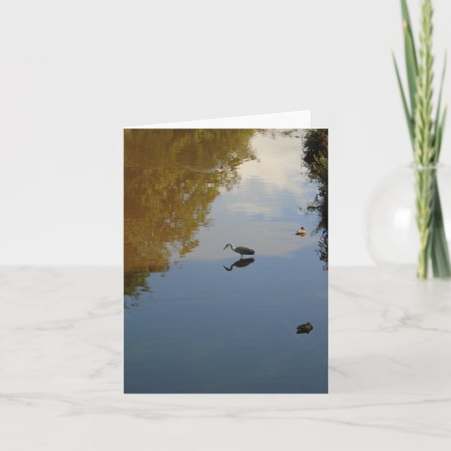 Water Birds in Pollok Park, Glasgow Card (Front)