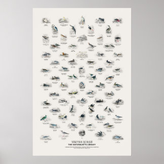 Water Birds - Naturalist's Library Poster