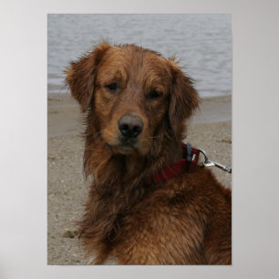 WATER BOY - GOLDEN RETRIEVER POSTER