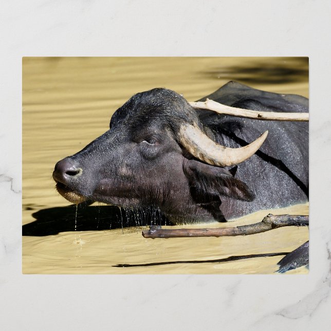 Water buffalo (Bubalus bubalis) swimming in pond Foil Holiday Postcard (Front)