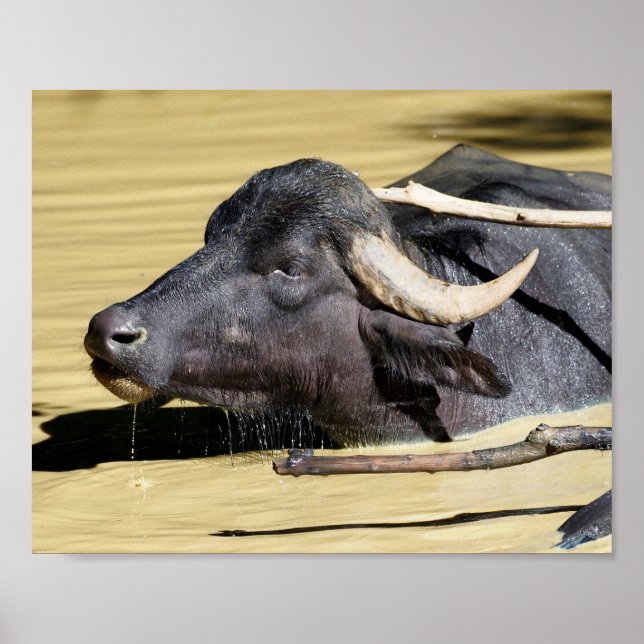 Water buffalo (Bubalus bubalis) swimming in pond  Poster (Front)