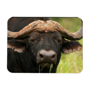 Water Buffalo Flexible Magnet