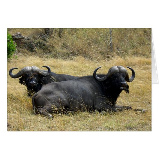 WATER BUFFALO IN KENYA CARDS (Front Horizontal)