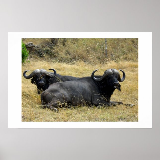 WATER BUFFALO IN KENYA POSTER (Front)