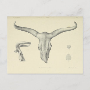 Water Buffalo Skull Horns Postcard