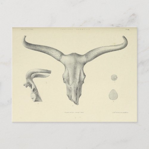 Water Buffalo Skull Horns Postcard