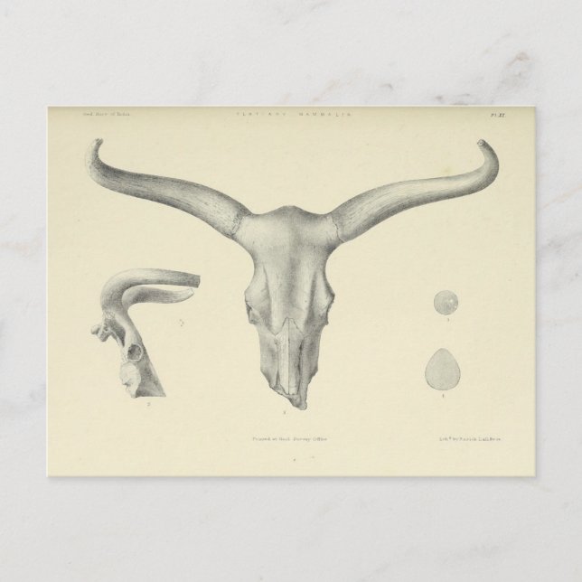 Water Buffalo Skull Horns Postcard (Front)