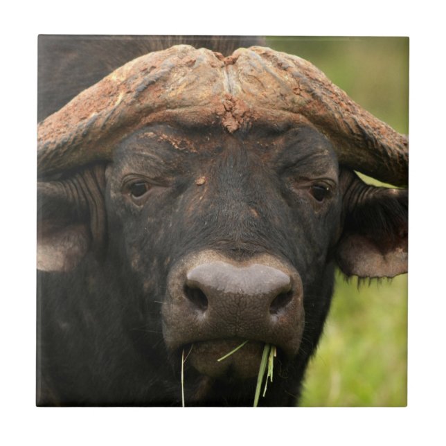 Water Buffalo Tile (Front)