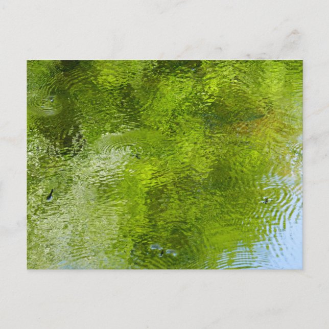 Water Bugs at Laurel Hill State Park Postcard (Front)