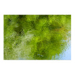 Water Bugs at Laurel Hill State Park Poster