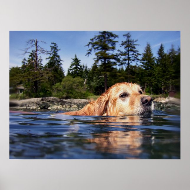 Water Dog - Fine Art Prints (Front)