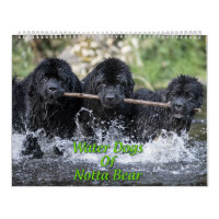 Water Dogs Of Notta Bear
