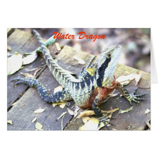 Water Dragon Cards (Front Horizontal)