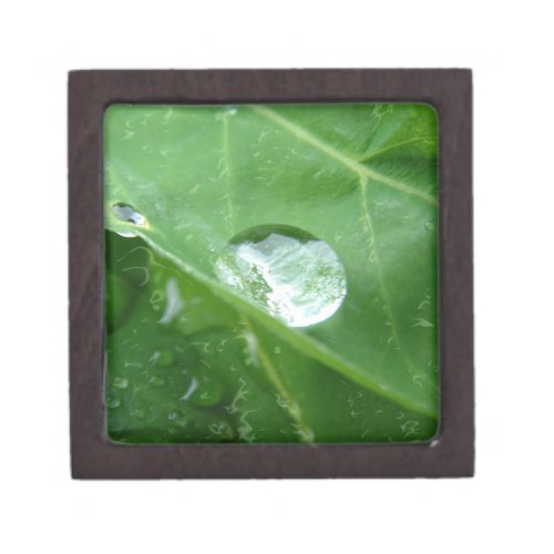 Water Drip on Leaf Water Conservation Design Jewelry Box
