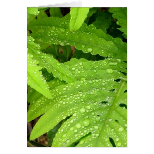 Water Drop Fern Cards (Front)