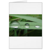 Water drop on blade of grass (Front)