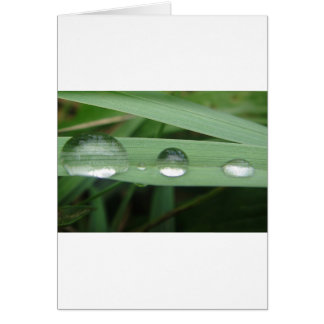 Water drop on blade of grass cards
