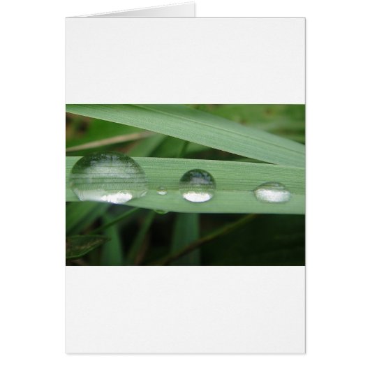 Water drop on blade of grass cards (Front)