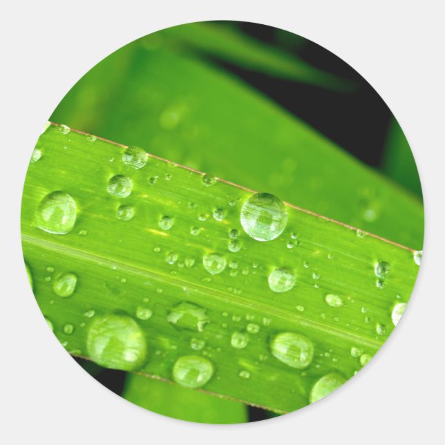 water drop on leaves classic round sticker (Front)