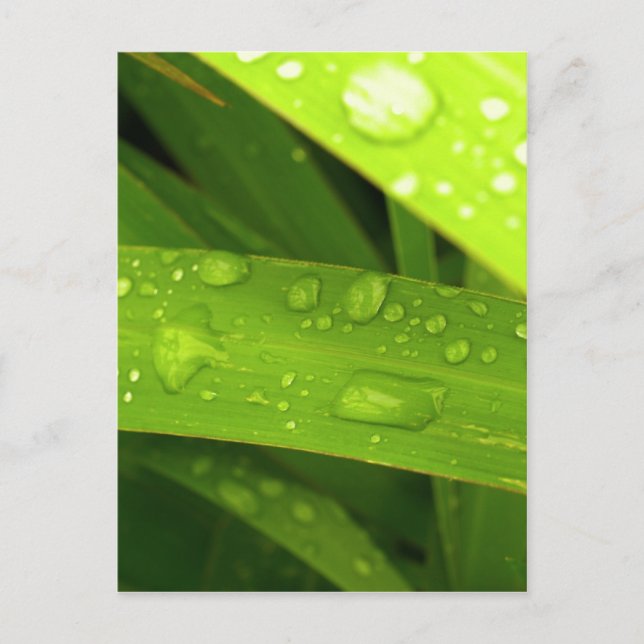 water drop on leaves postcard (Front)