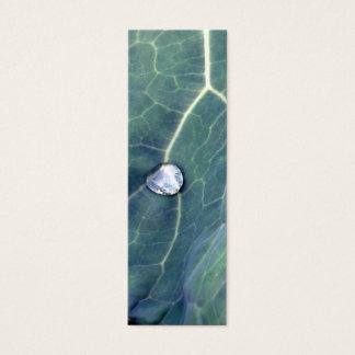 Water Droplet on a Cabbage Leaf