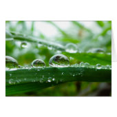 Water droplet on grass leaf (Front Horizontal)