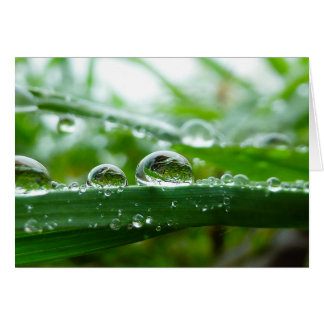 Water droplet on grass leaf cards