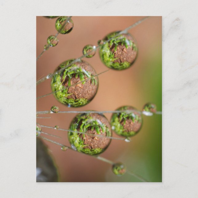 Water Droplet Reflection Postcard (Front)