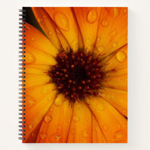 Water Droplets on an Orange Daisy Close Up Photo Notebook