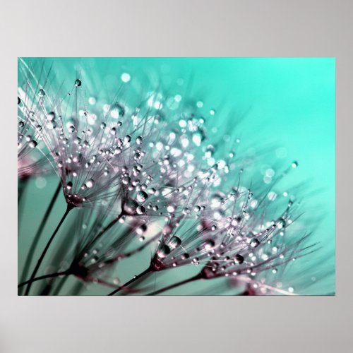 Water Droplets on Dandelion Poster