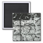 Water Drops Magnet at Zazzle