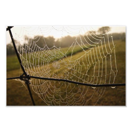 Water Drops on Spider web Photo Print