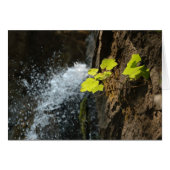 Water Falls (Front Horizontal)