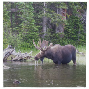 Water Feeding Moose Napkin