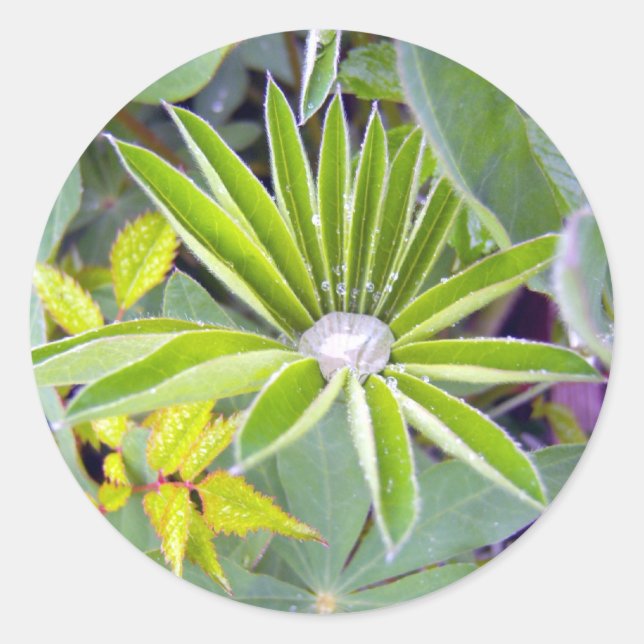 Water Filled Lupine Leaves Sticker (Front)