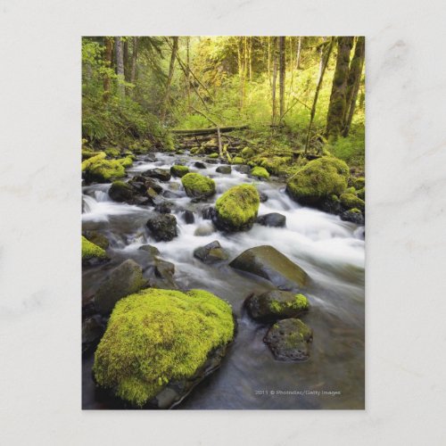 Water Flowing By Moss Covered Rocks In A Stream Postcard