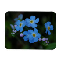 Water Forget-Me-Not Flowers Magnet