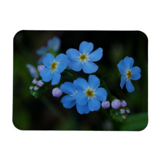 Water Forget-Me-Not Flowers Magnet