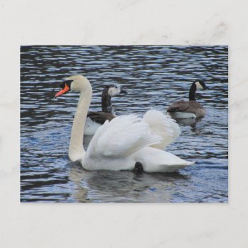 Water Fowl ~ Postcard by Andy2302 at Zazzle