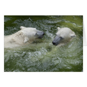 Water Fun Polar Bears Cards