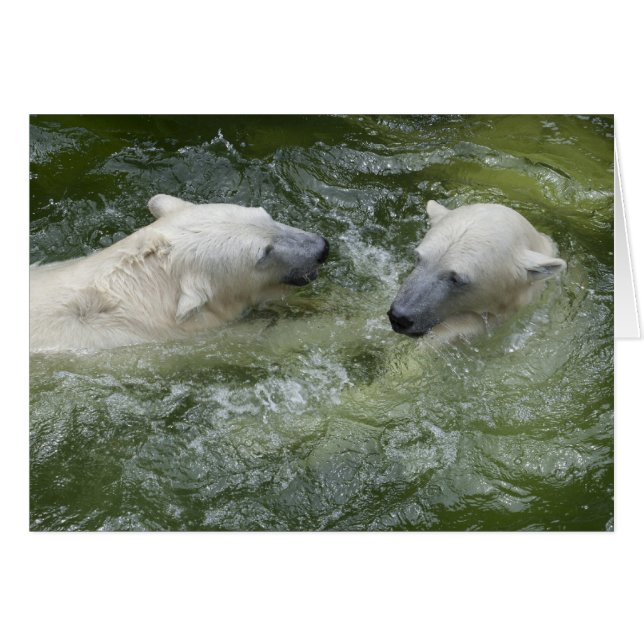 Water Fun Polar Bears Cards (Front Horizontal)