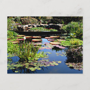 Water Garden Postcard