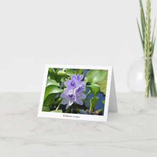 Water Hyacinth Collectible Greeting Cards