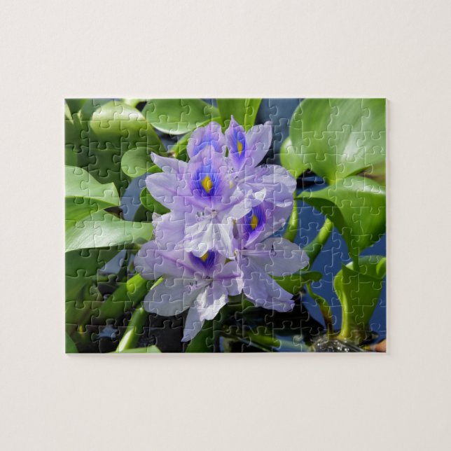 Water Hyacinth Lavender Flower Puzzle (Horizontal)